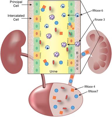 The Responses of the Ribonuclease A Superfamily to Urinary Tract Infection